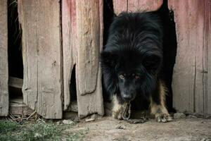 A lonely and sad guard dog on a chain near a dog house outdoors photo