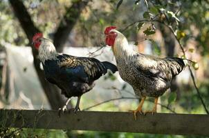 hermosa pollos y gallos al aire libre en el patio trasero. foto