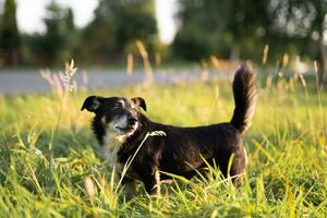 beautiful black dog in the grass in the countryside photo