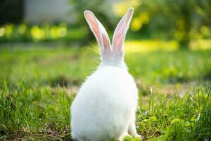 a beautiful white domestic rabbit is grazing and walking outdoors photo