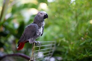 handsome and the smartest African gray parrot Jaco photo