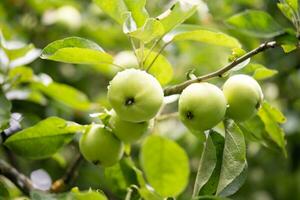 delicious and juicy green apples on the tree in the garden photo