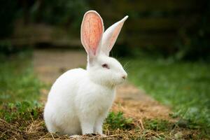 a beautiful white domestic rabbit is grazing and walking outdoors photo