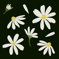 White daisy chamomile flowers. Camomile vector illustration set. Cute round flower head plant nature collection. Decoration element. Love card symbol. Flat design for cards, packaging, prints, textile