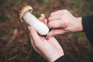 A mushroom picker cleans a beautiful edible mushroom found in the forest with a knife in his hands. photo