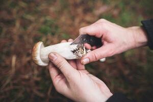 A mushroom picker cleans a beautiful edible mushroom found in the forest with a knife in his hands. photo