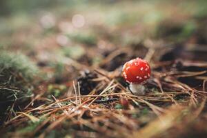 a beautiful red spotted amanita mushroom grows in the autumn forest. photo