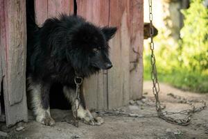 A lonely and sad guard dog on a chain near a dog house outdoors photo