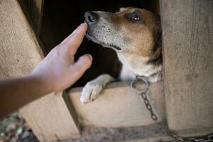 A lonely and sad guard dog on a chain near a dog house outdoors. photo