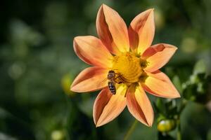 close-up of a bee pollinating a flower and making honey. photo