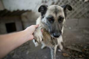 A lonely and sad guard dog on a chain near a dog house outdoors. photo