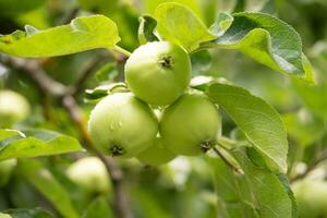 delicious and juicy green apples on the tree in the garden photo