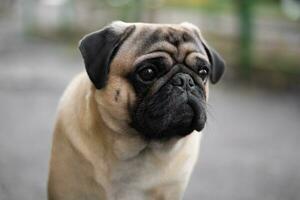 close-up portrait of a pug dog's face on the street photo