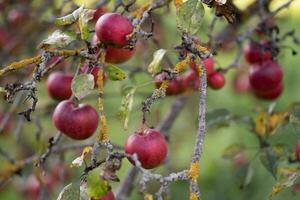 many ripe red apples on a tree branch. photo