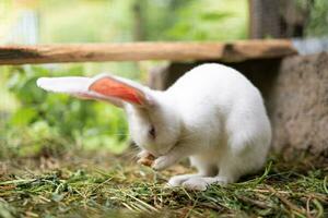 a beautiful white domestic rabbit is grazing and walking outdoors photo