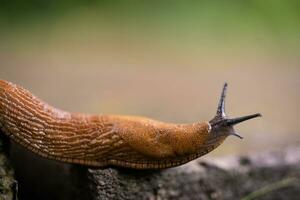 de cerca de un Español caracol arion vulgaris al aire libre foto