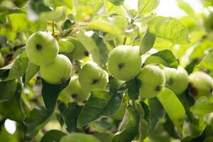 delicious and juicy green apples on the tree in the garden photo