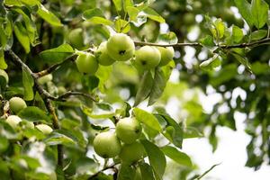 delicioso y jugoso verde manzanas en el árbol en el jardín foto