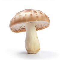 Mushroom on white background. photo