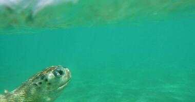 Sea turtle swimming underwater video