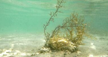 algas marinhas crescendo embaixo da agua video