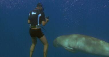 Divers making photos or video of porpoise underwater