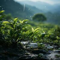 Scenic view of lush tea garden on highland, with early morning smog, great use for farming concept, agriculture, agronomy, background, education, business etc. Generative Ai Images photo