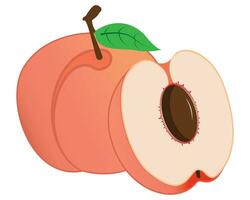 Peach with its Half Illustration vector