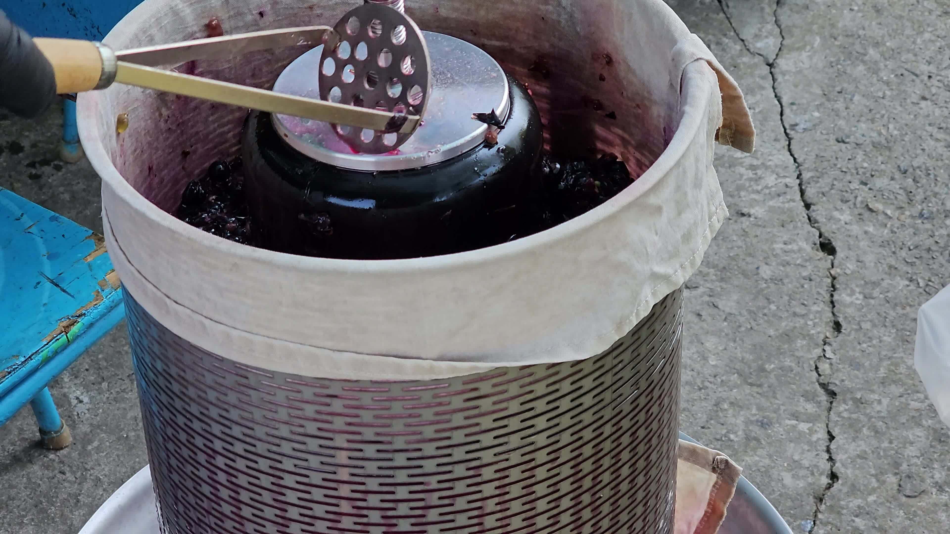 The process of making homemade grape wine. Grapes are pressed in a