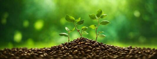Growth Trees concept Coffee bean seedlings nature background Beautiful green. AI generated photo