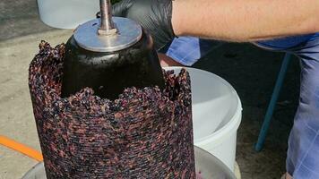 The process of making homemade grape wine. A winemaker collects grape pulp from a hydraulic press. video