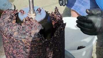 The process of making homemade grape wine. A winemaker collects grape pulp from a hydraulic press. video