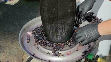 The process of making homemade grape wine. A winemaker collects grape pulp from a hydraulic press. video
