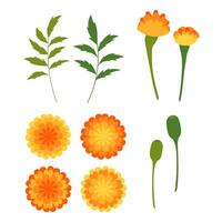 Marigold. Set of floral elements for your design and compositions. vector