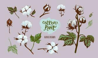 Vector hand drawn set of cotton branches. Cotton buds in vintage style engraved in color. Botanical art isolated on gray background. Use for print, poster, decoration and other design.