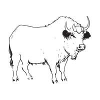 Vector image hand drawing Buffalo outline illustration