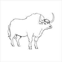 Vector image hand drawing Buffalo outline illustration