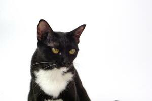 linda negro peludo gato se sienta Derecho y curioso a alguna cosa en blanco antecedentes. mascota, mamífero y juguetón concepto. foto