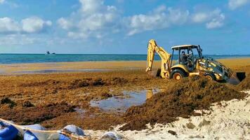 playa del carmen Quintana roo Mexiko 2023 Bagger graben im Meer zum Meer Gras Karibik Strand Mexiko. video