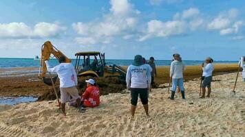 playa del carmen quintana roo México 2023 escavadora escavação dentro mar para mar erva daninha caribe de praia México. video