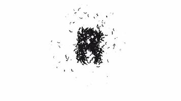 geanimeerd halloween lettertype gevormd van vliegend vleermuizen de karakter r met alpha video
