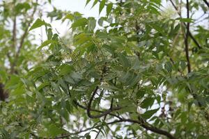Leaves of the Neem tree photo