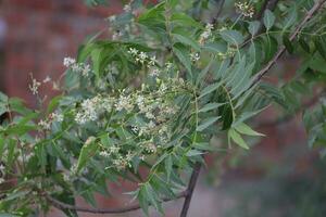 Leaves of the Neem tree photo