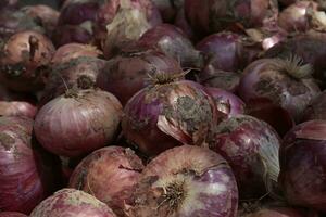 This is a Close up view of Indian Onion photo