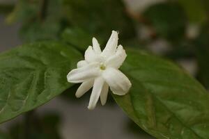 jasmine spring flowers with raindrops. photo