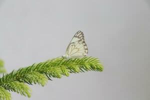 milky white butterfly on leaf photo