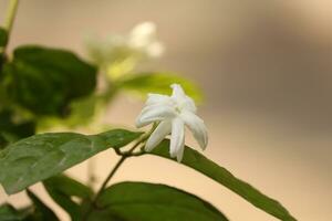 jasmine spring flowers with raindrops. photo