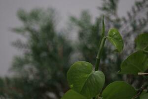 closeup photo leaves of money plants