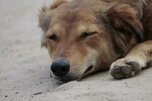 This is a street dog closeup photo