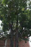 a mango tree photo